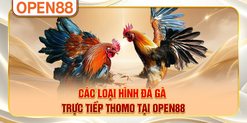 Các loại hình đá gà trực tiếp Thomo tại OPEN88