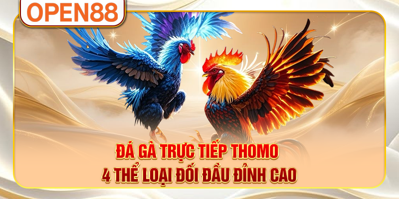 Đá Gà Trực Tiếp Thomo - 4 Thể Loại Đối Đầu Đỉnh Cao